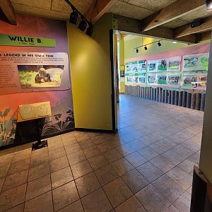 Zoo Atlanta (2023) - Gorilla indoor viewing