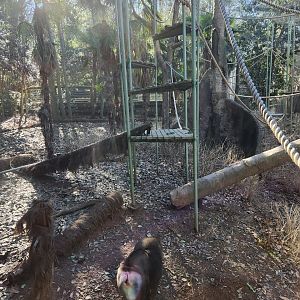 Zoo Atlanta (2023) - Drill/Wolf's Monkey exhibit