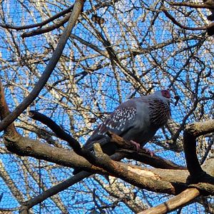 Zoo Atlanta (2023) - Speckled Pigeon