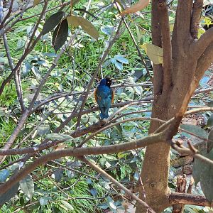 Zoo Atlanta (2023) - Superb Starling