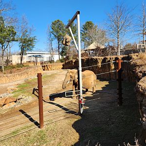 Zoo Atlanta (2023) - Elephant exhibit