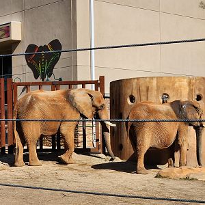 Zoo Atlanta (2023) - African Elephants