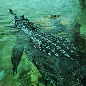 Zoo Atlanta (2023) - Slender-snouted Crocodile (SSS)