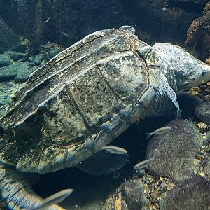 Zoo Atlanta (2023) - Alligator Snapping Turtle (SSS)