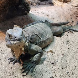 Zoo Atlanta (2023) - Jamaican Iguana (SSS)