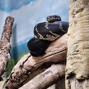 Zoo Atlanta (2023) - Black Python (SSS)