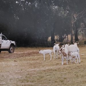 Addax group - late 90s