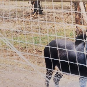 Sable Antelope - photo taken of an old photo i took in the late 90s