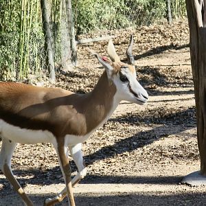South African Springbok (Antidorcas marsupialis marsupialis)