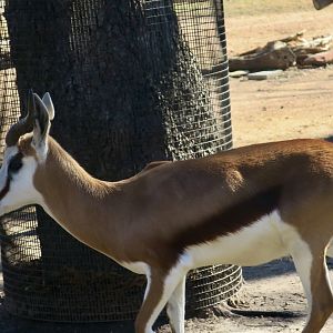 South African Springbok (Antidorcas marsupialis marsupialis)