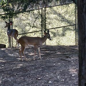 Texas White-Tailed Deer (Odocoileus virginianus texanus)