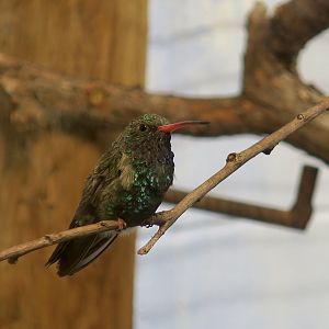Broad-Billed Hummingbird (Cynanthus latirostris magicus)