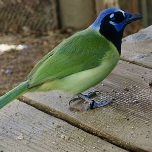 Green Jay (Cyanocorax luxuosus)