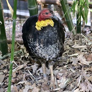 Australian Brush-Turkey (Alectura lathami)