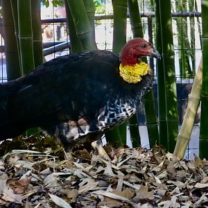 Australian Brush-Turkey (Alectura lathami)