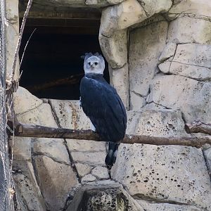 Harpy Eagle (Harpia harpyja)