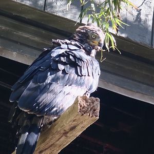 Crowned Eagle (Stephanoaetus coronatus)