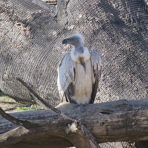 Cape Griffon Vulture (Gyps coprotheres)