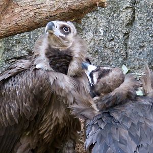 Cinereous Vulture (Aegypius monachus)