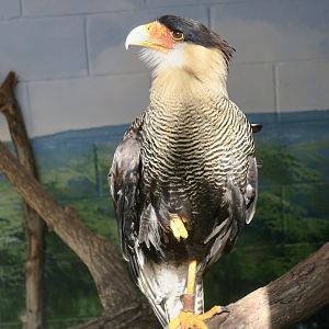 Northern Crested Caracara (Caracara plancus cheriway)