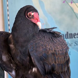 Western Turkey Vulture (Cathartes aura meridionalis)