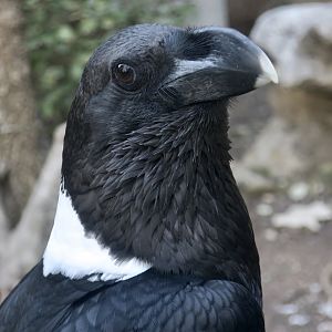 White-Necked Raven (Corvus albicollis)
