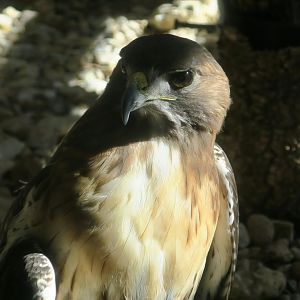 Eastern Red-Tailed Hawk (Buteo jamaicensis borealis)