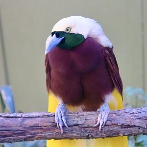 Lesser Bird-of-Paradise (Paradisaea minor)