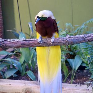 Lesser Bird-of-Paradise (Paradisaea minor)
