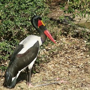 Saddle-Billed Stork (Ephippiorhynchus senegalensis)