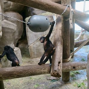 Bonobo (Pan paniscus)