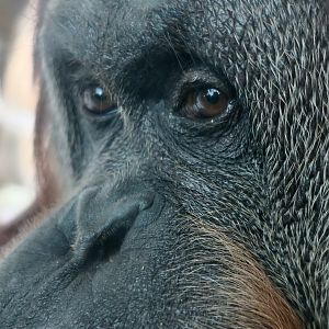 Sumatran Orangutan (Pongo abelii)