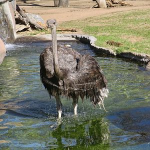 Common Ostrich (Struthio camelus) birdbath