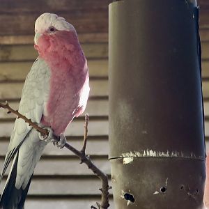 Galah (Eolophus roseicapilla)