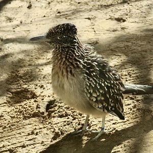 Greater Roadrunner (Geococcyx californianus)