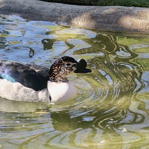 Knob-Billed Duck (Sarkidiornis melanotos)