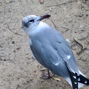 North American Laughing Gull (Leucophaeus atricilla megalopterus)