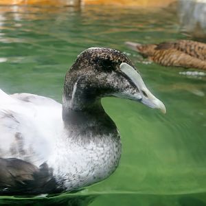 Atlantic Common Eider (Somateria mollissima dresseri)