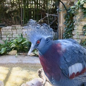 Victoria Crowned Pigeon (Goura victoria)