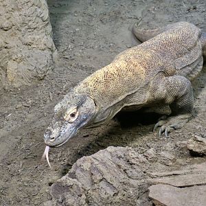 Komodo Dragon (Varanus komodoensis)