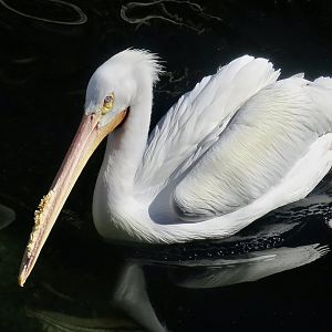 American White Pelican (Pelecanus erythrorhynchos)
