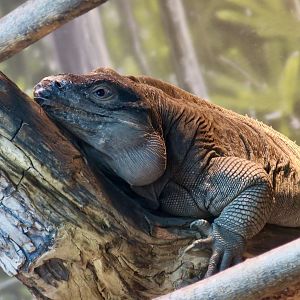 Anegada Rock Iguana (Cyclura pinguis)