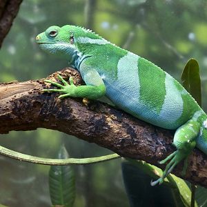 Fijian Banded Iguana (Brachylophus cf. bulabula)