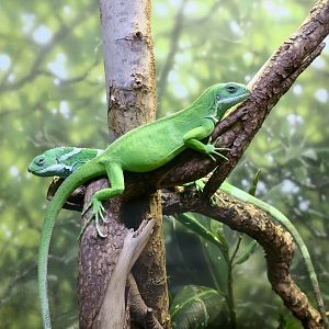 Fijian Banded Iguana (Brachylophus cf. bulabula)