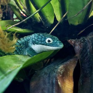 Mexican Alligator Lizard (Abronia graminea)
