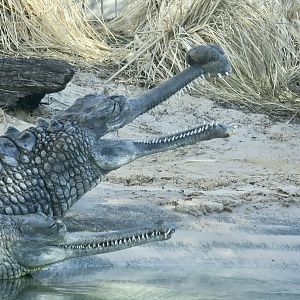 Gharial (Gavialis gangeticus)