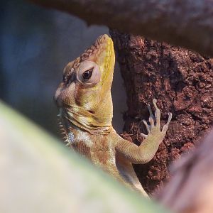 Haitian Giant Anole (Anolis ricordii)