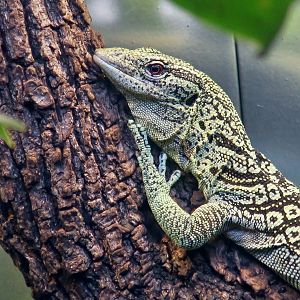 Reisinger's Tree Monitor (Varanus reisingeri)