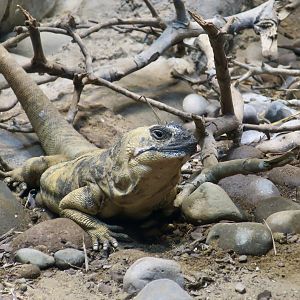 San Esteban Chuckwalla (Sauromalus varius)