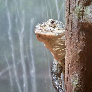 Utila Spiny-Tailed Iguana (Ctenosaura bakeri)